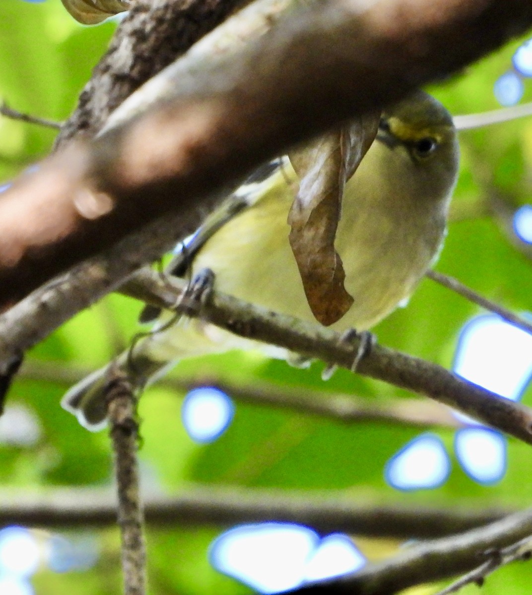 White-eyed Vireo - ML645368004