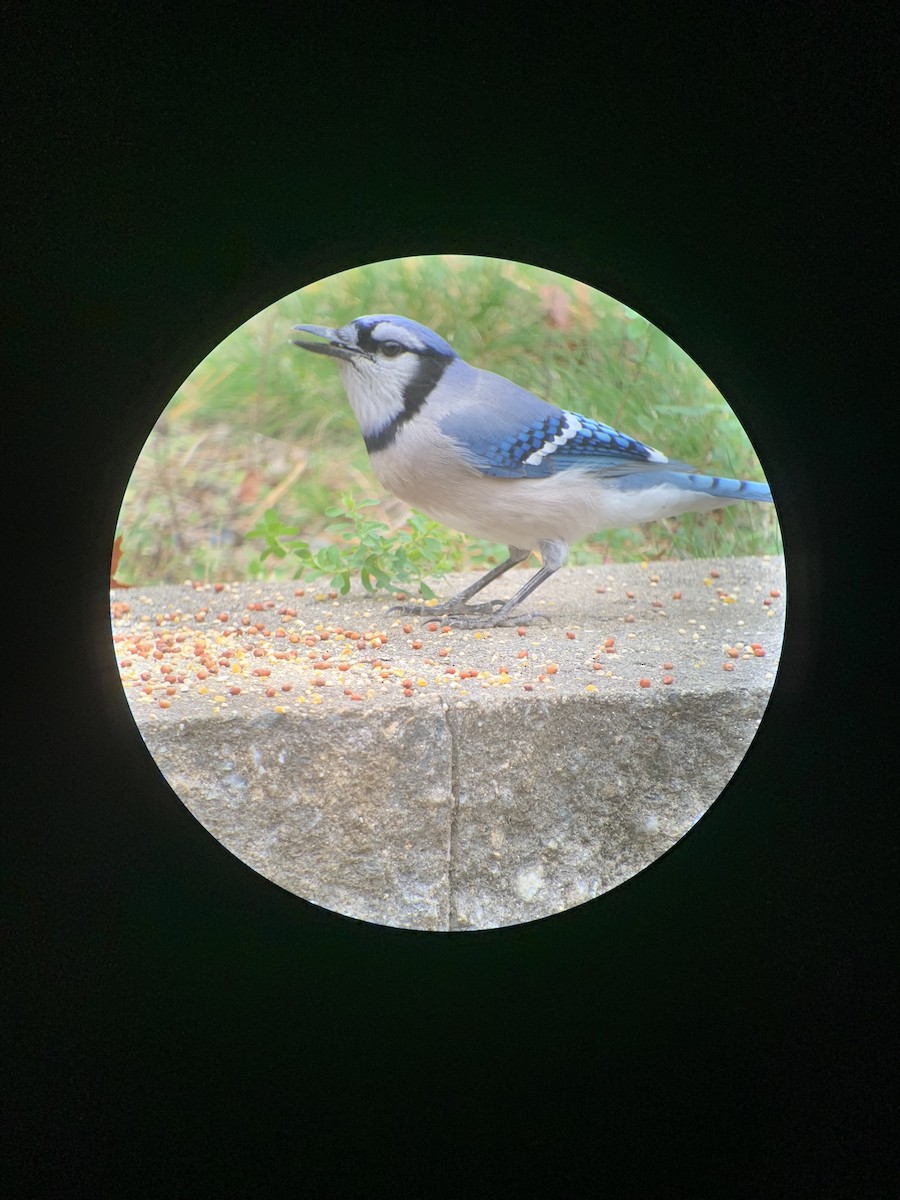 Blue Jay - ML645368013
