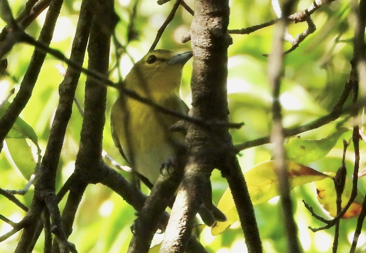 Yellow-throated Vireo - ML645368020