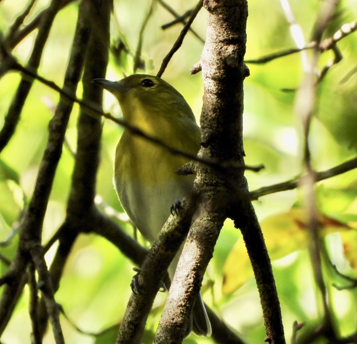 Yellow-throated Vireo - ML645368021