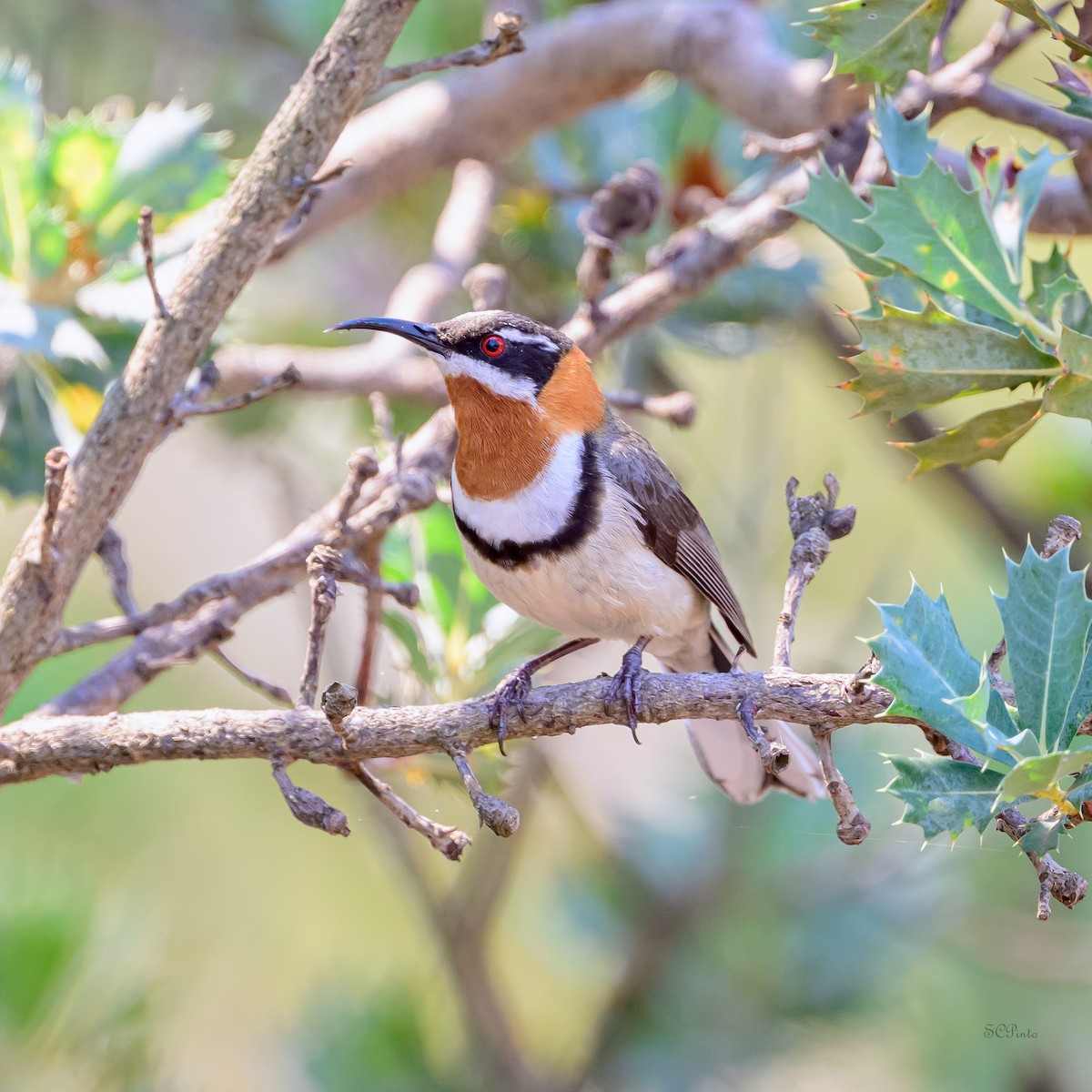 Western Spinebill - ML645368024