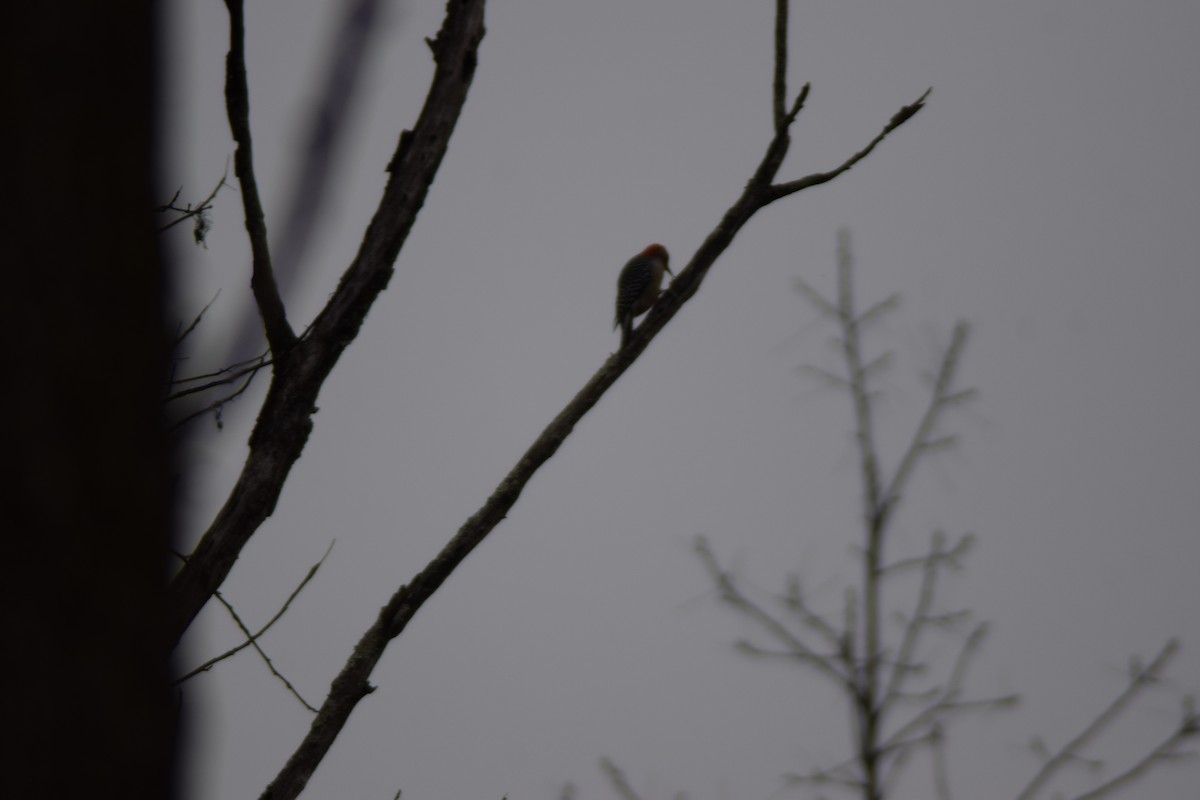 Carpintero de Carolina - ML645368034