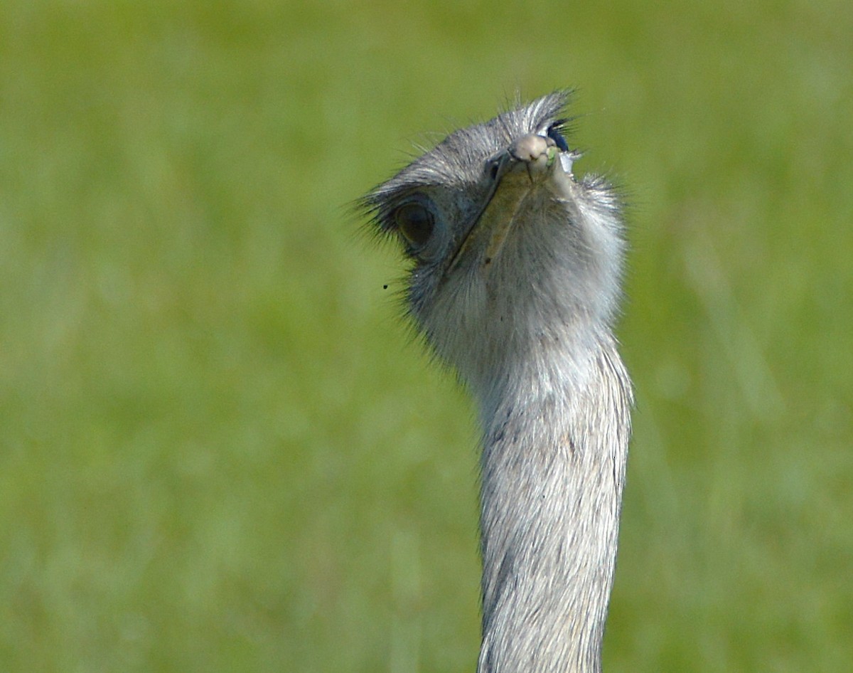 nandu pampový - ML645368041