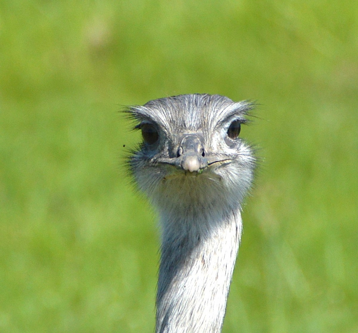 nandu pampový - ML645368042