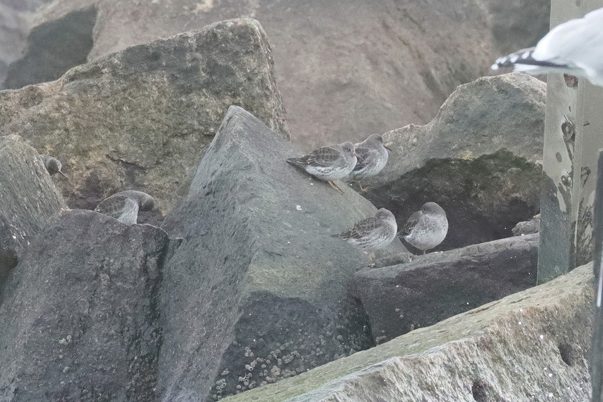 Purple Sandpiper - ML645368056