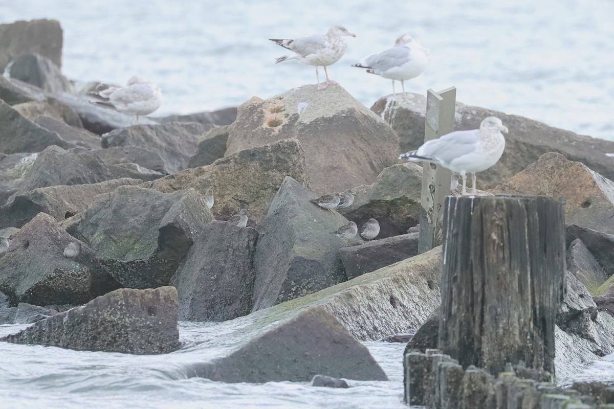 Purple Sandpiper - ML645368057