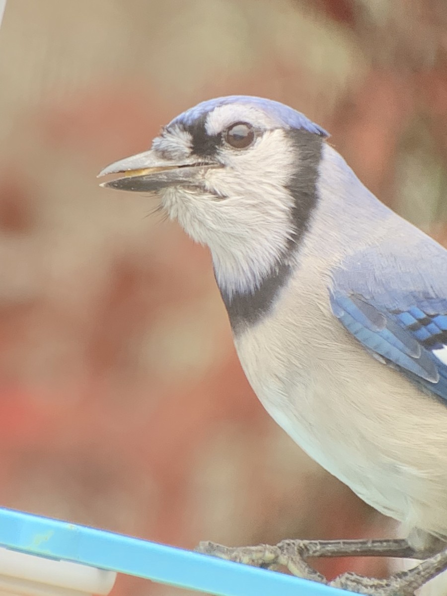 Blue Jay - ML645368060