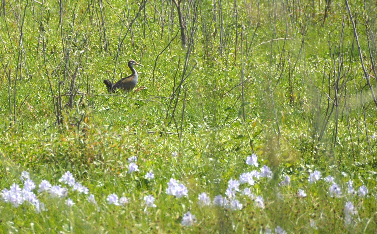 Giant Wood-Rail - ML645368062