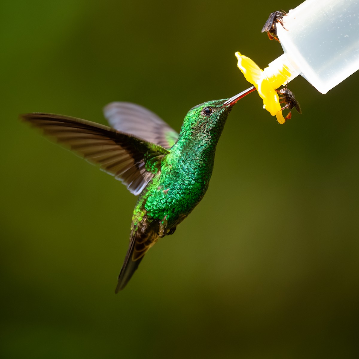 Steely-vented Hummingbird - ML645368063