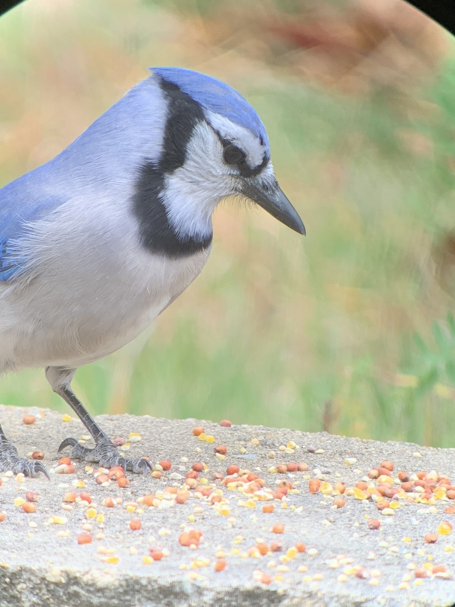 Blue Jay - ML645368069