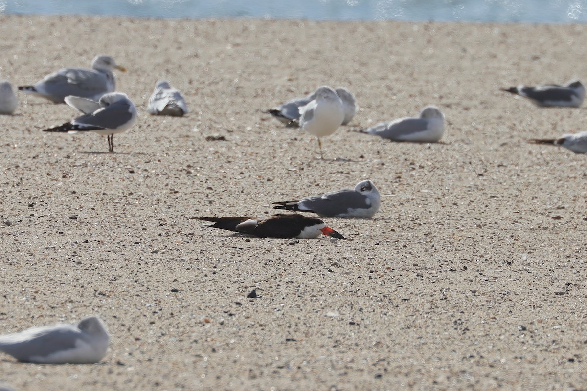 Black Skimmer - ML645368089