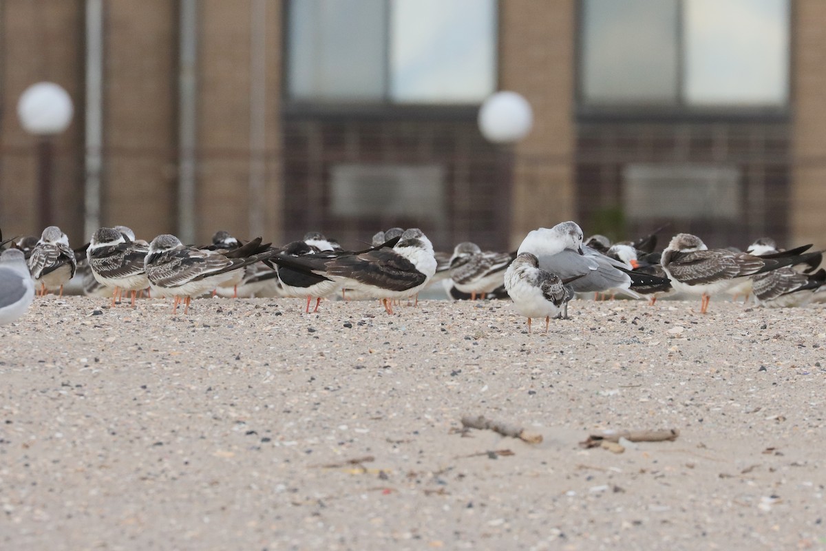 Black Skimmer - ML645368090