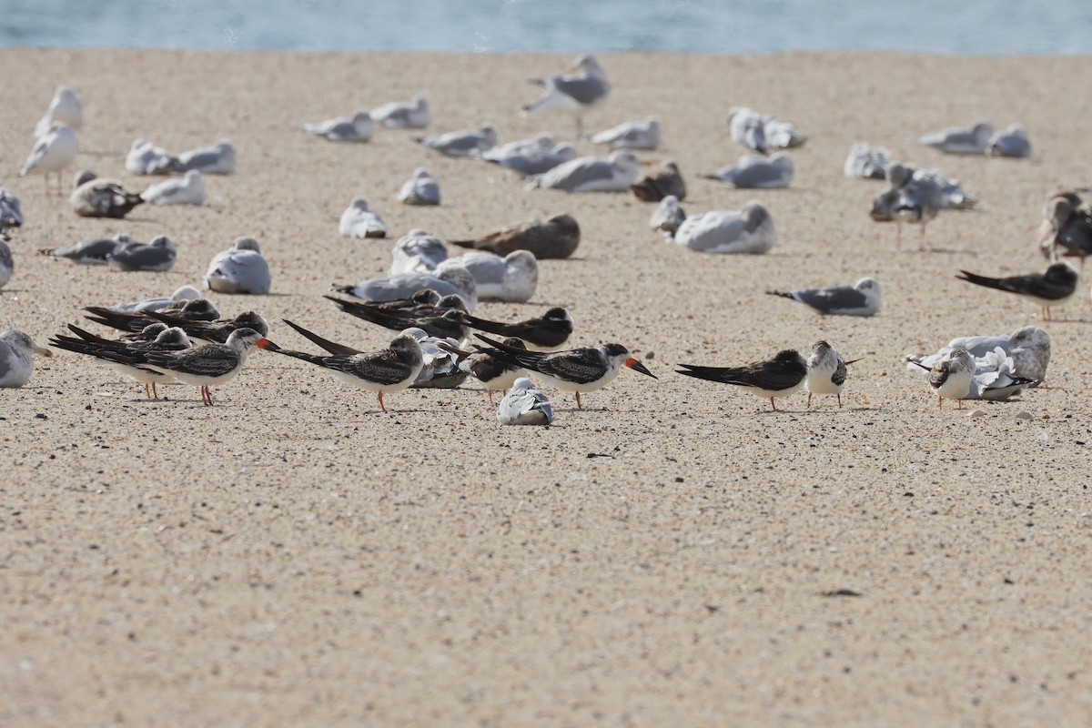 Black Skimmer - ML645368091