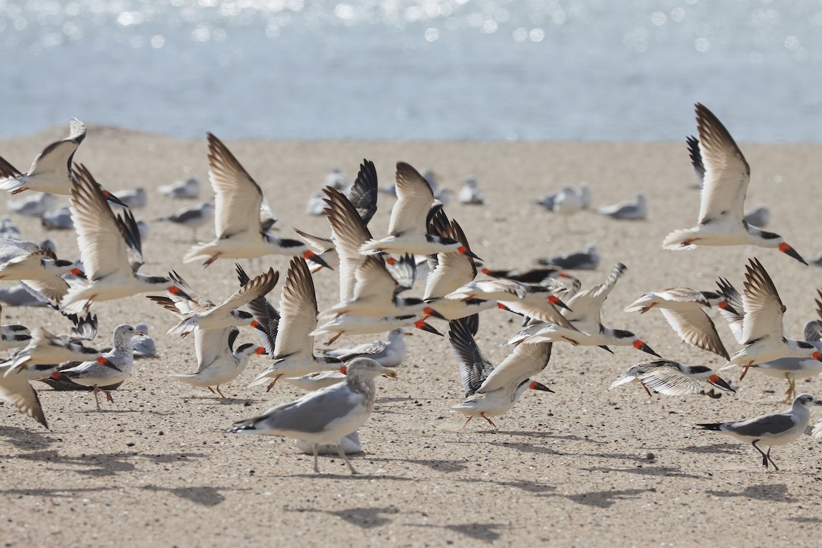 Black Skimmer - ML645368092