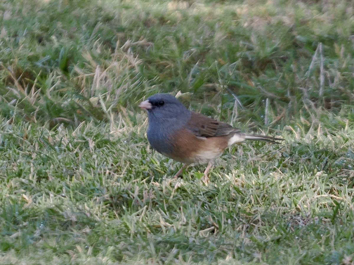 Dark-eyed Junco - ML645368104