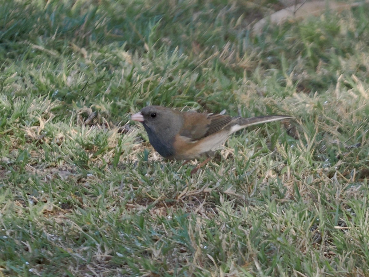 Dark-eyed Junco - ML645368105