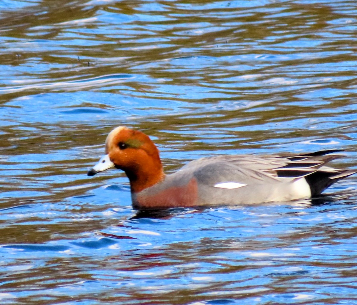 eBird Checklist - 16 Nov 2025 - Frank Melville Memorial Park and Mill ...