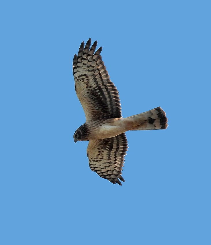 Northern Harrier - ML645368148