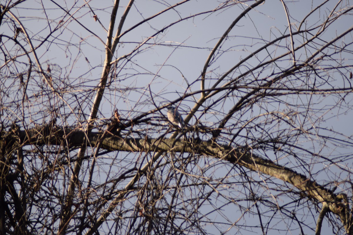 Blue Jay - ML645368153