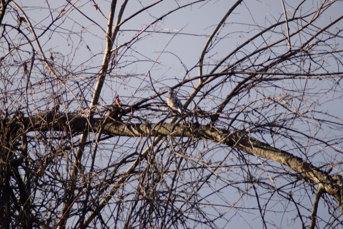 Blue Jay - ML645368154