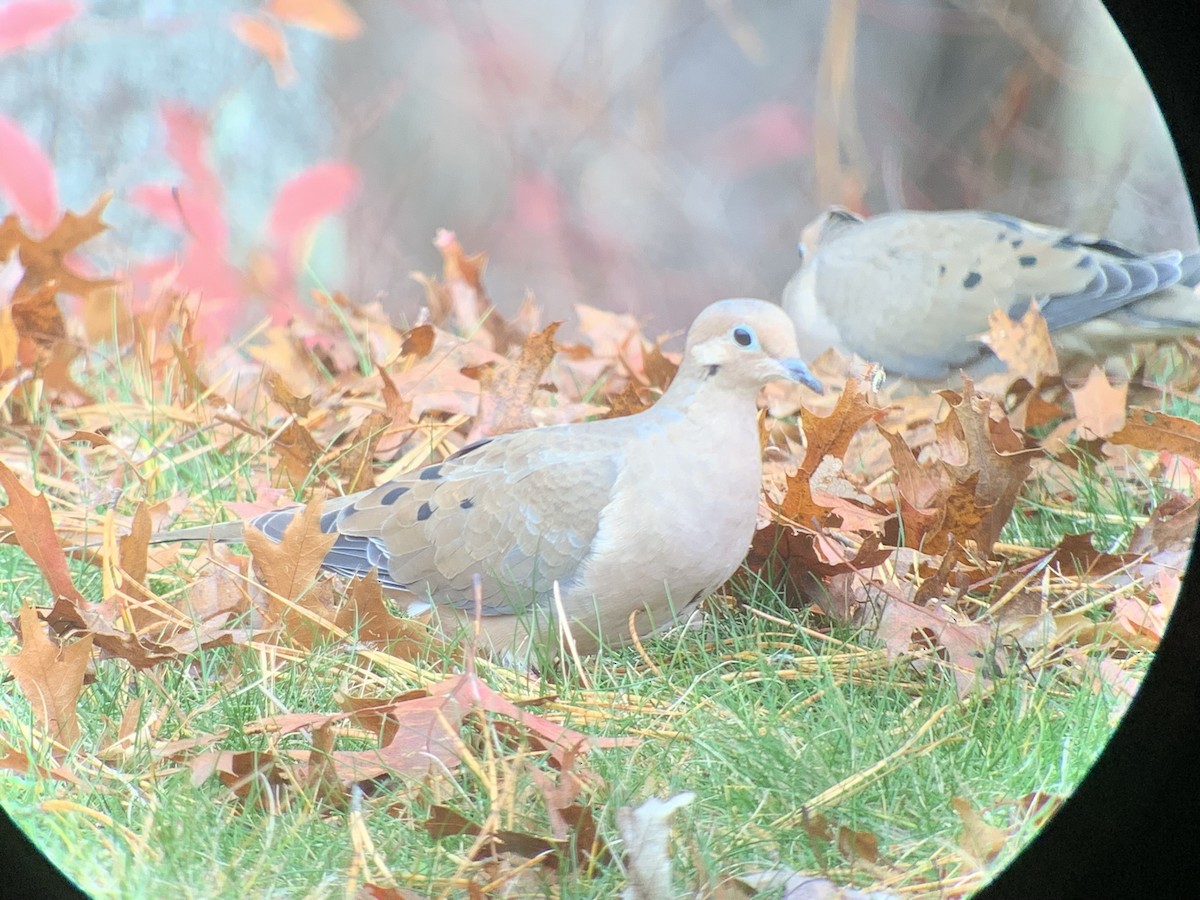 Mourning Dove - ML645368184