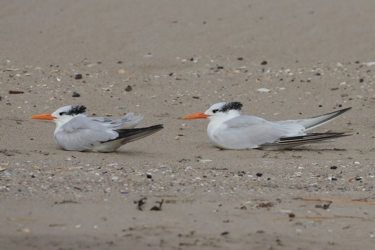 Royal Tern - ML645368199