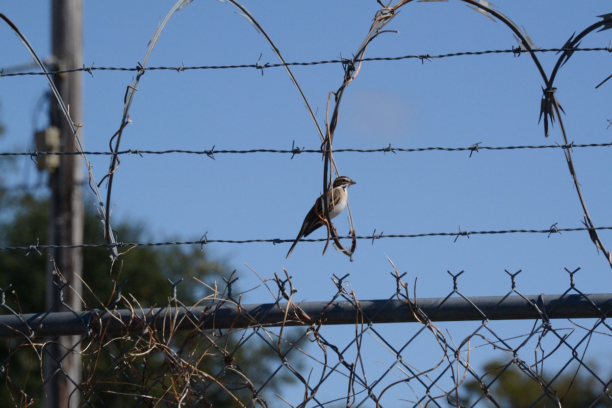 Lark Sparrow - ML645368204