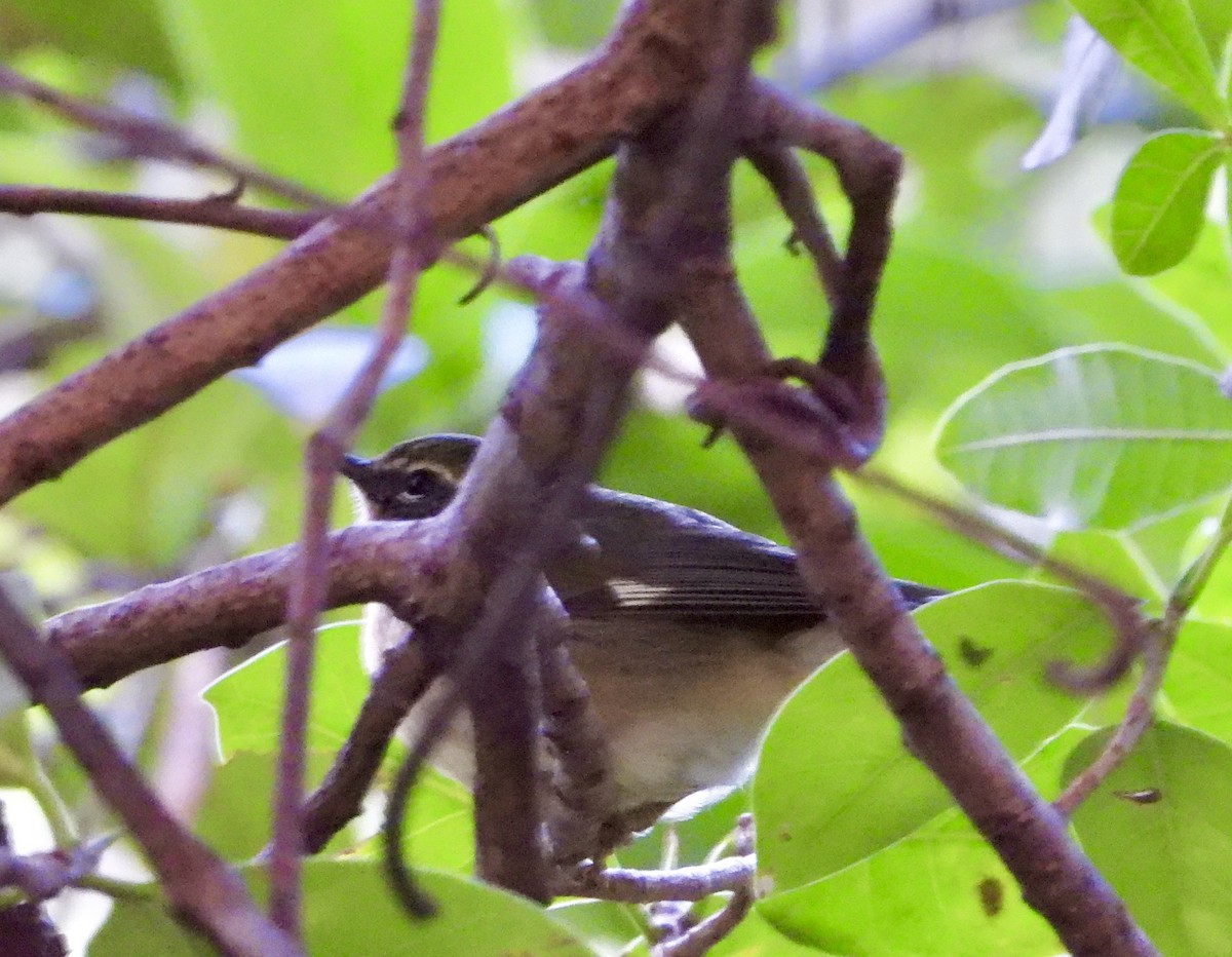 Black-throated Blue Warbler - ML645368236