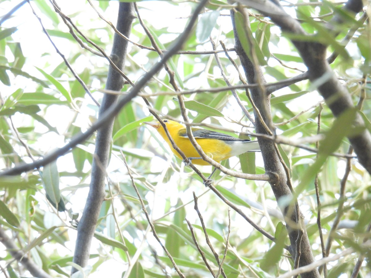 Пісняр жовтий - ML645368238