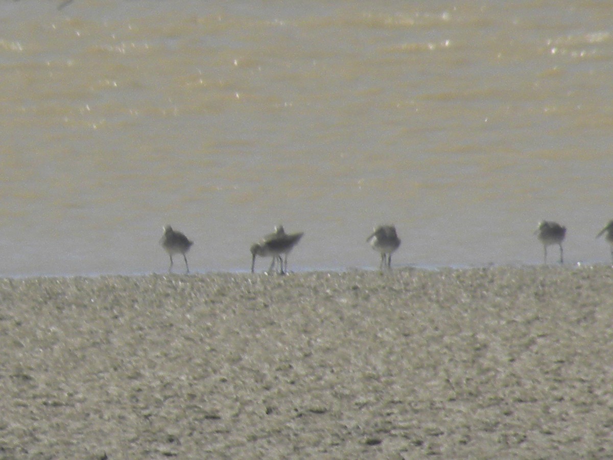 Short-billed Dowitcher - ML645368241