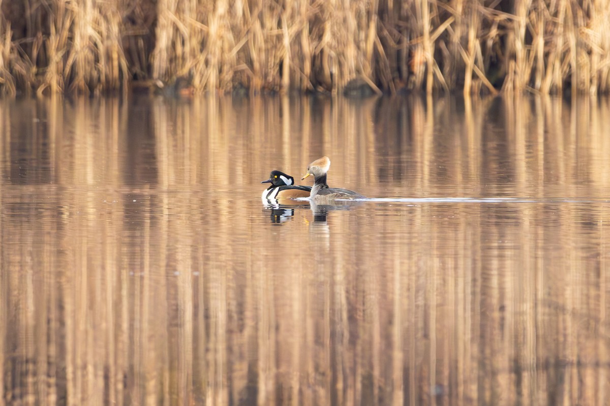 Hooded Merganser - ML645368247