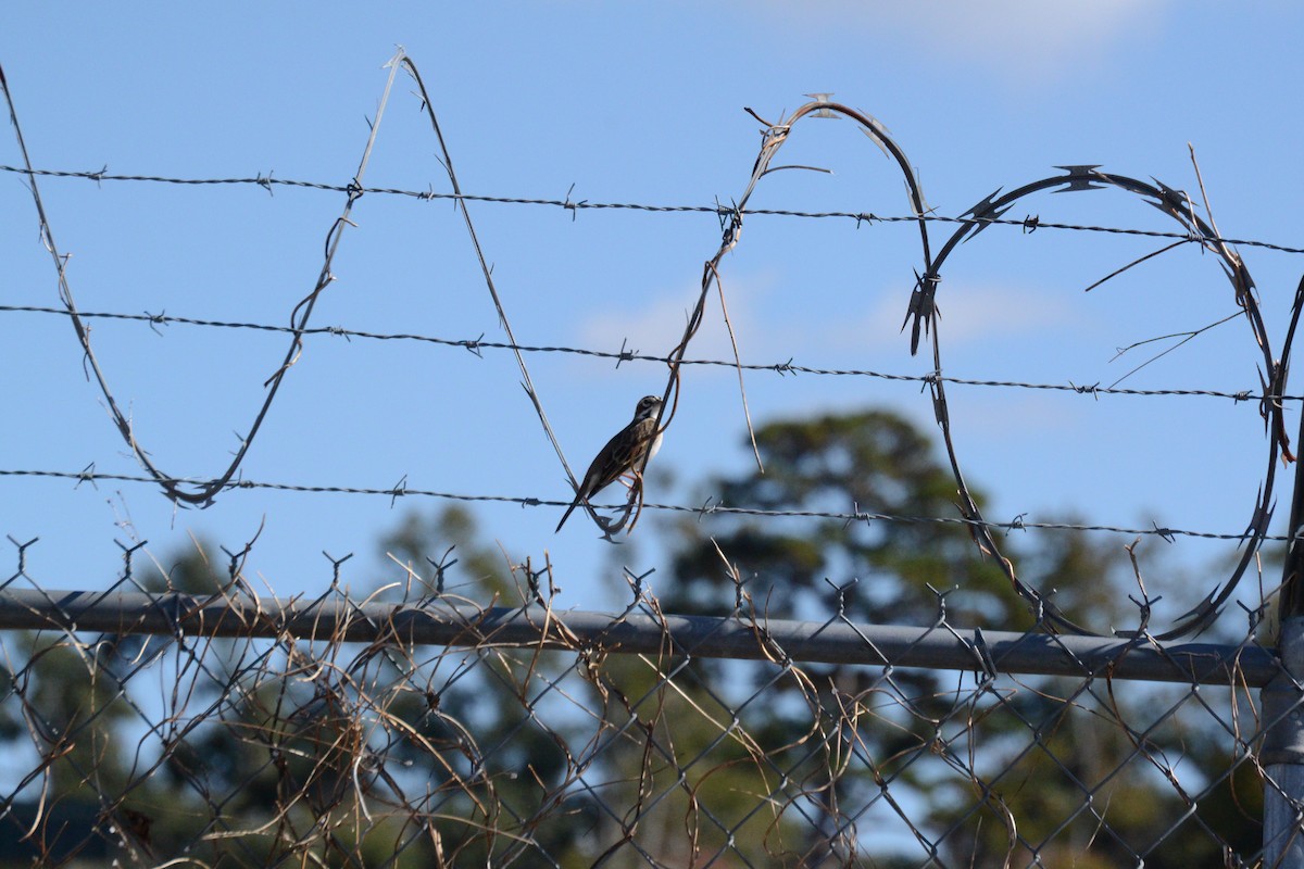 Lark Sparrow - ML645368252