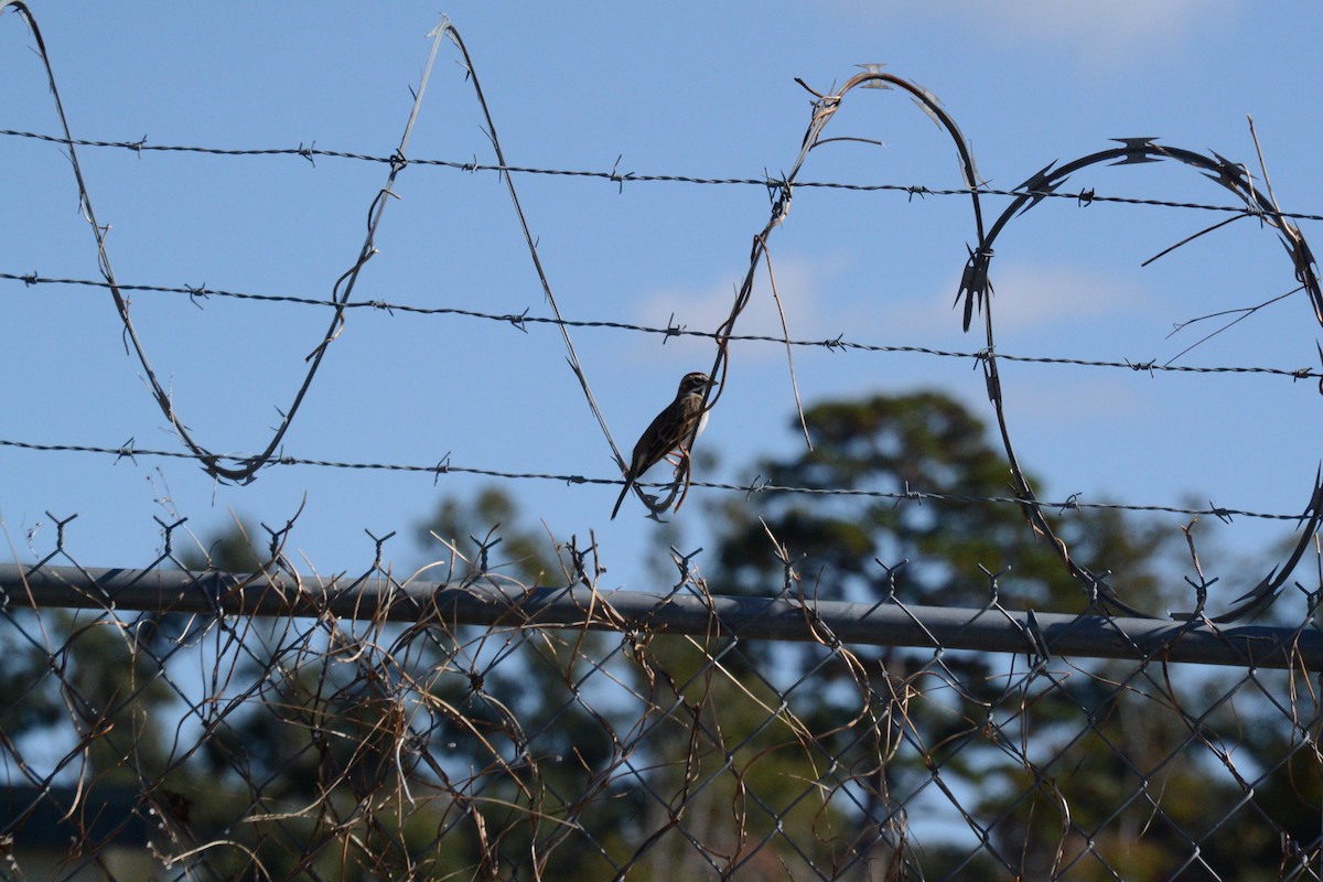 Lark Sparrow - ML645368253