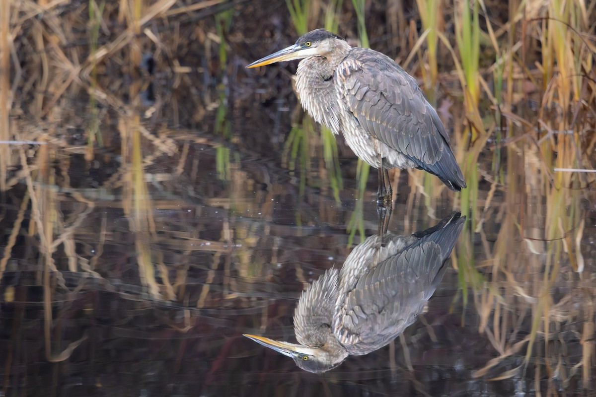 Great Blue Heron - ML645368258