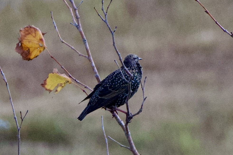 Шпак звичайний - ML645368275