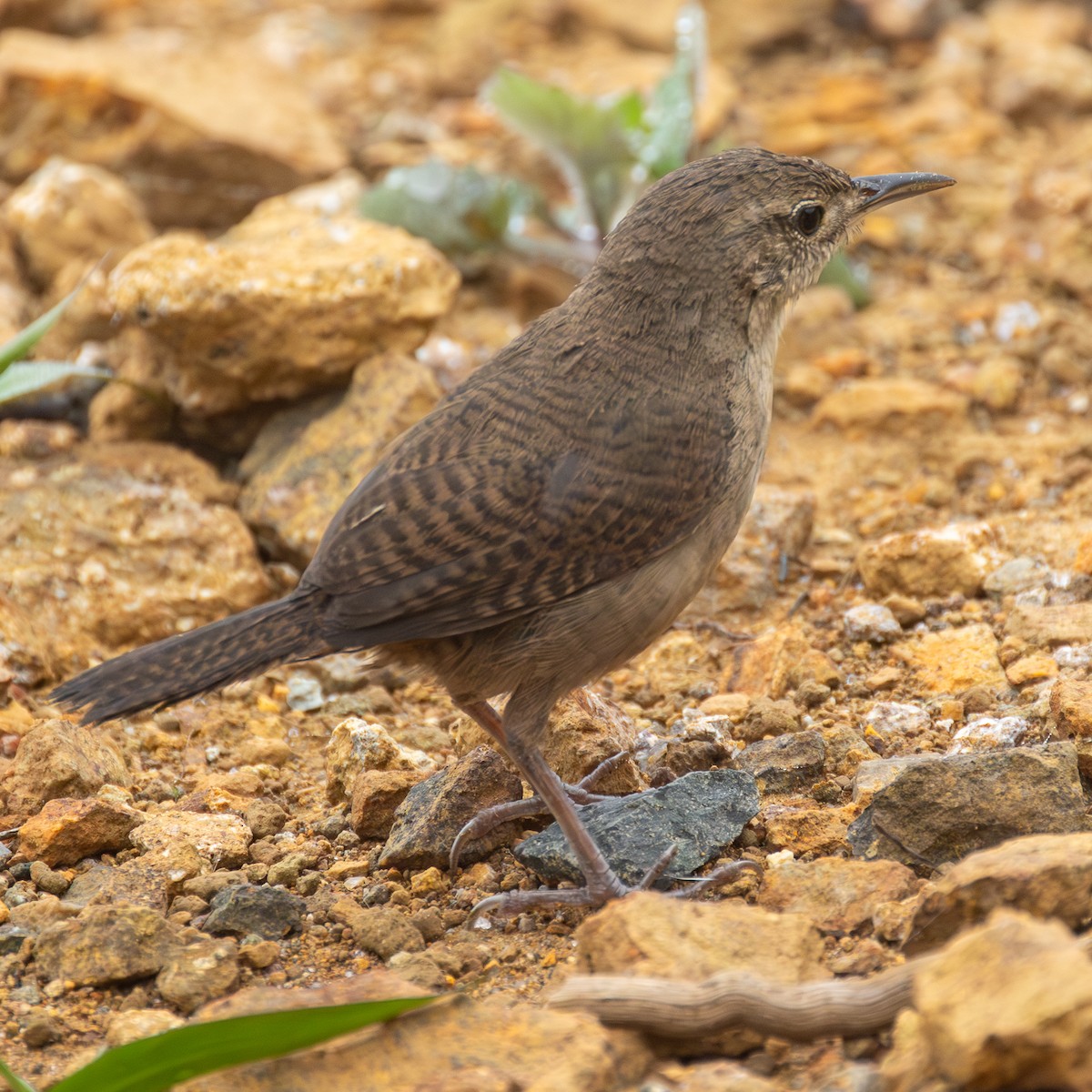 Southern House Wren - ML645368278