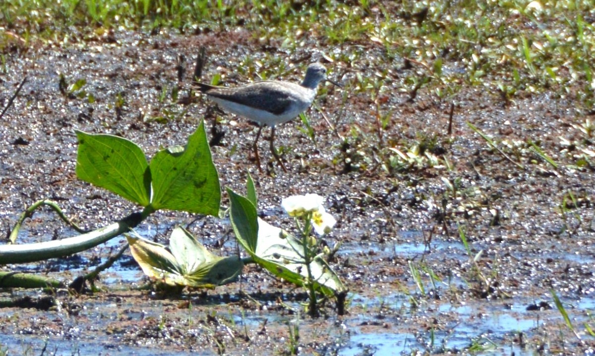 Lesser Yellowlegs - ML645368287