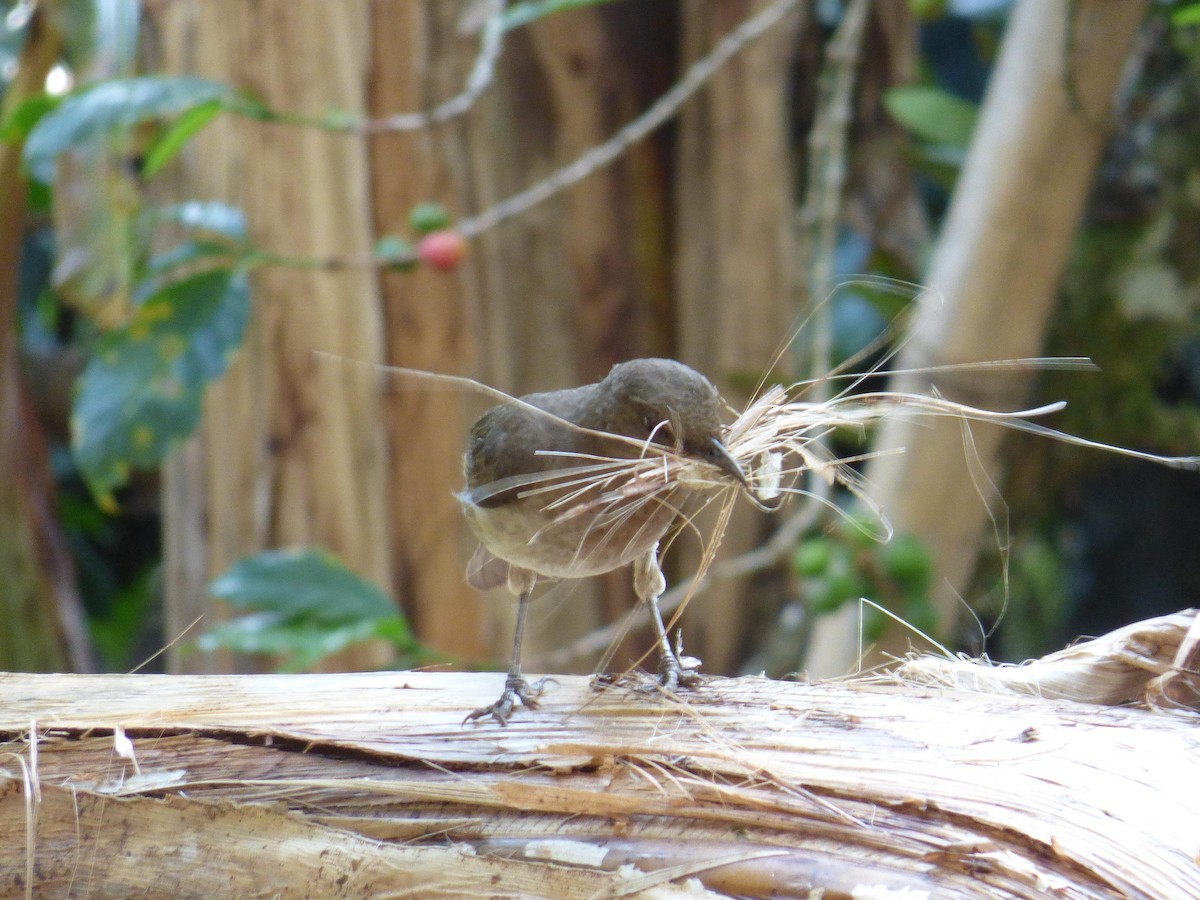 Zorzal Piquinegro - ML645368302