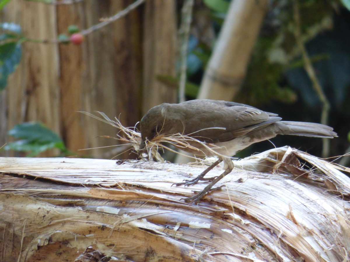 Zorzal Piquinegro - ML645368303