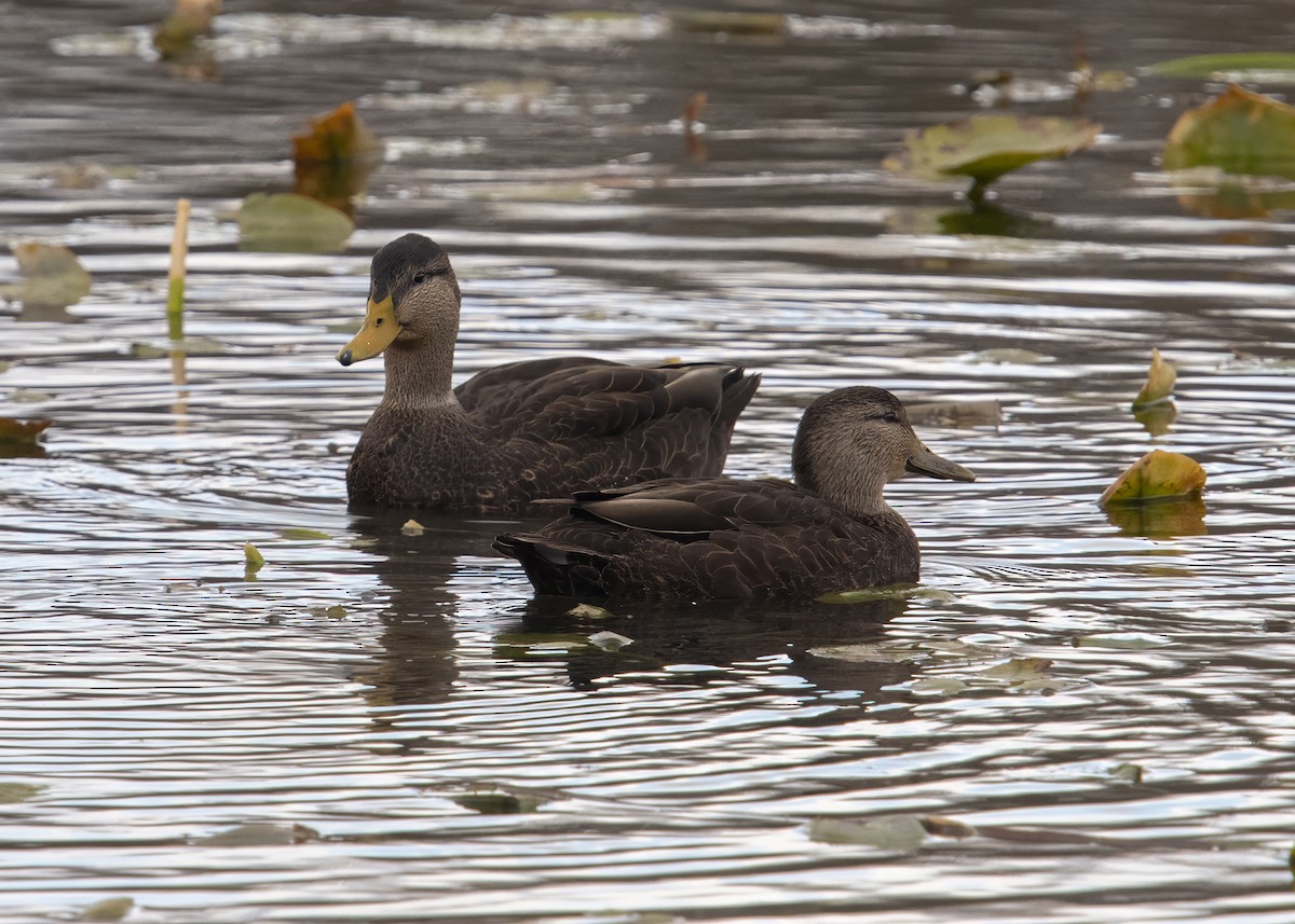 American Black Duck - ML645368309
