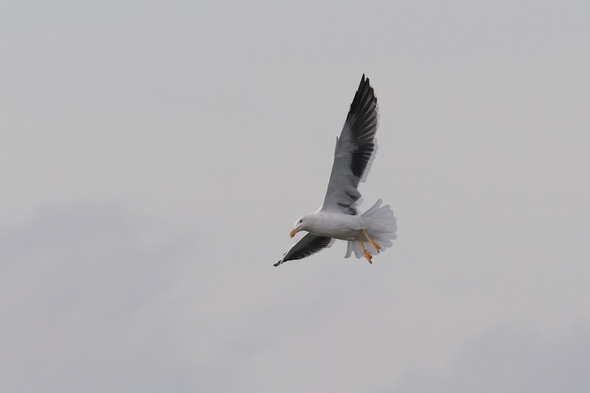 Yellow-footed Gull - ML645368316