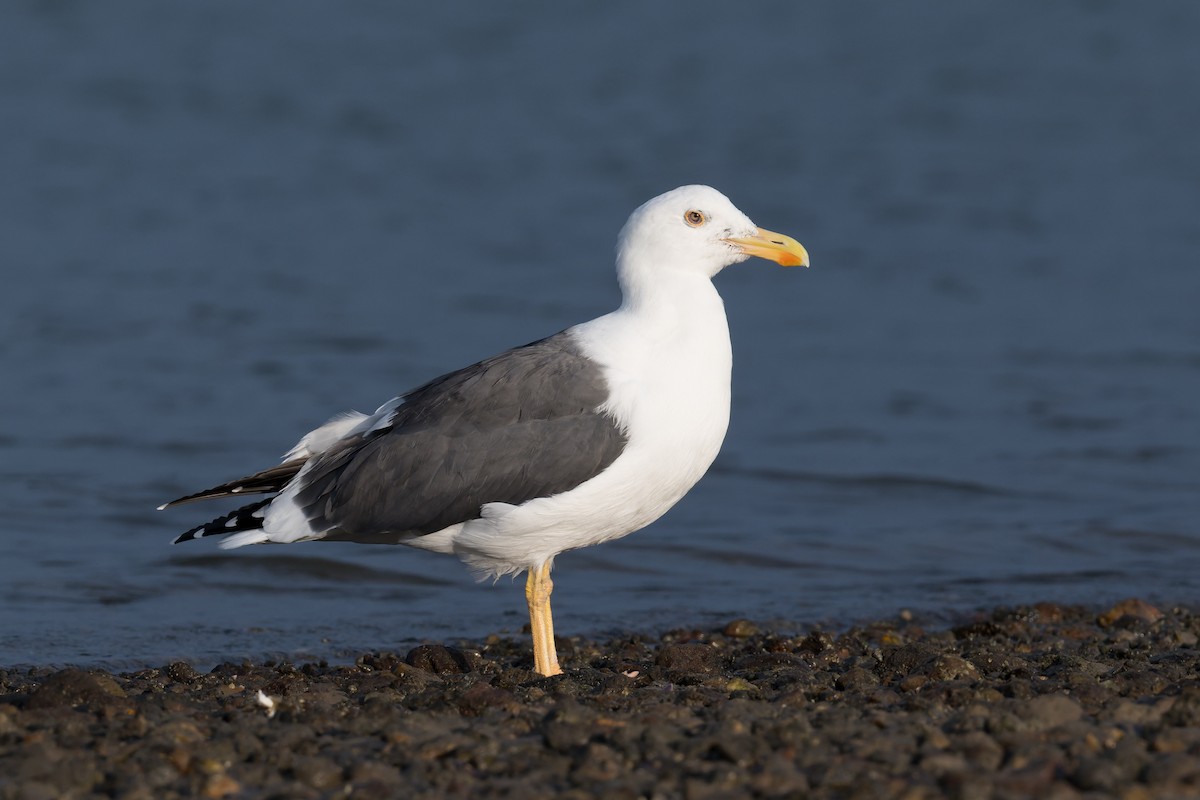 Yellow-footed Gull - ML645368335