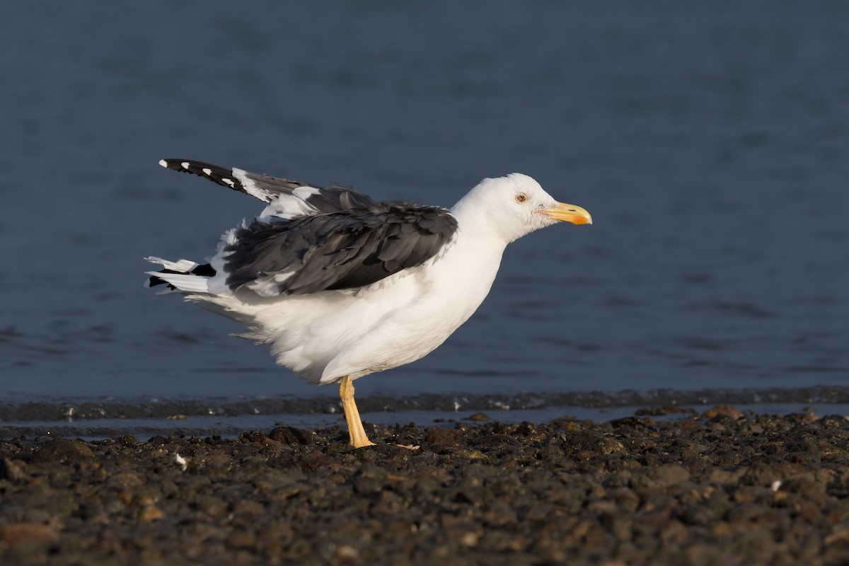 Yellow-footed Gull - ML645368336