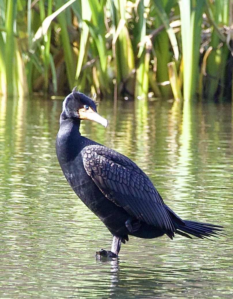 Double-crested Cormorant - ML645368340
