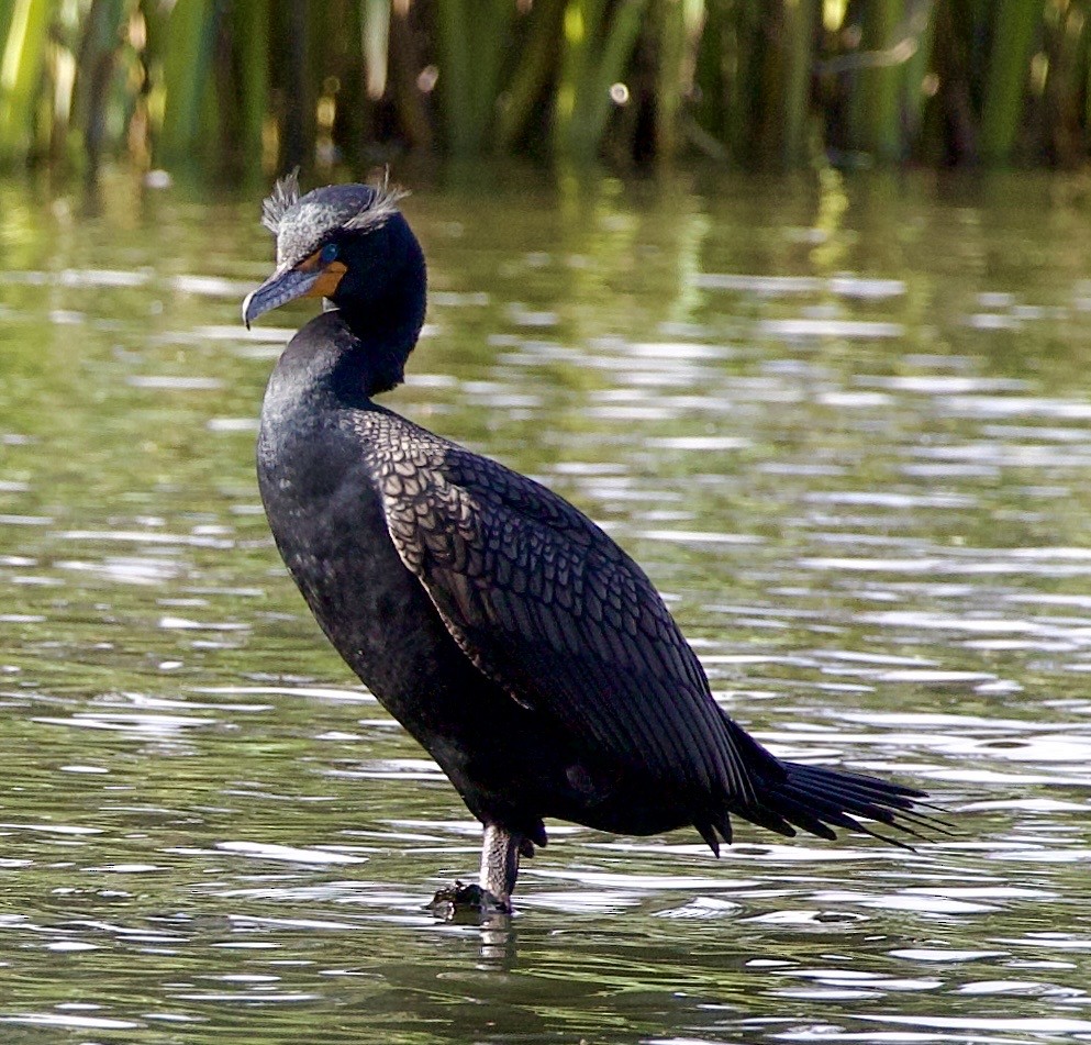 Double-crested Cormorant - ML645368341