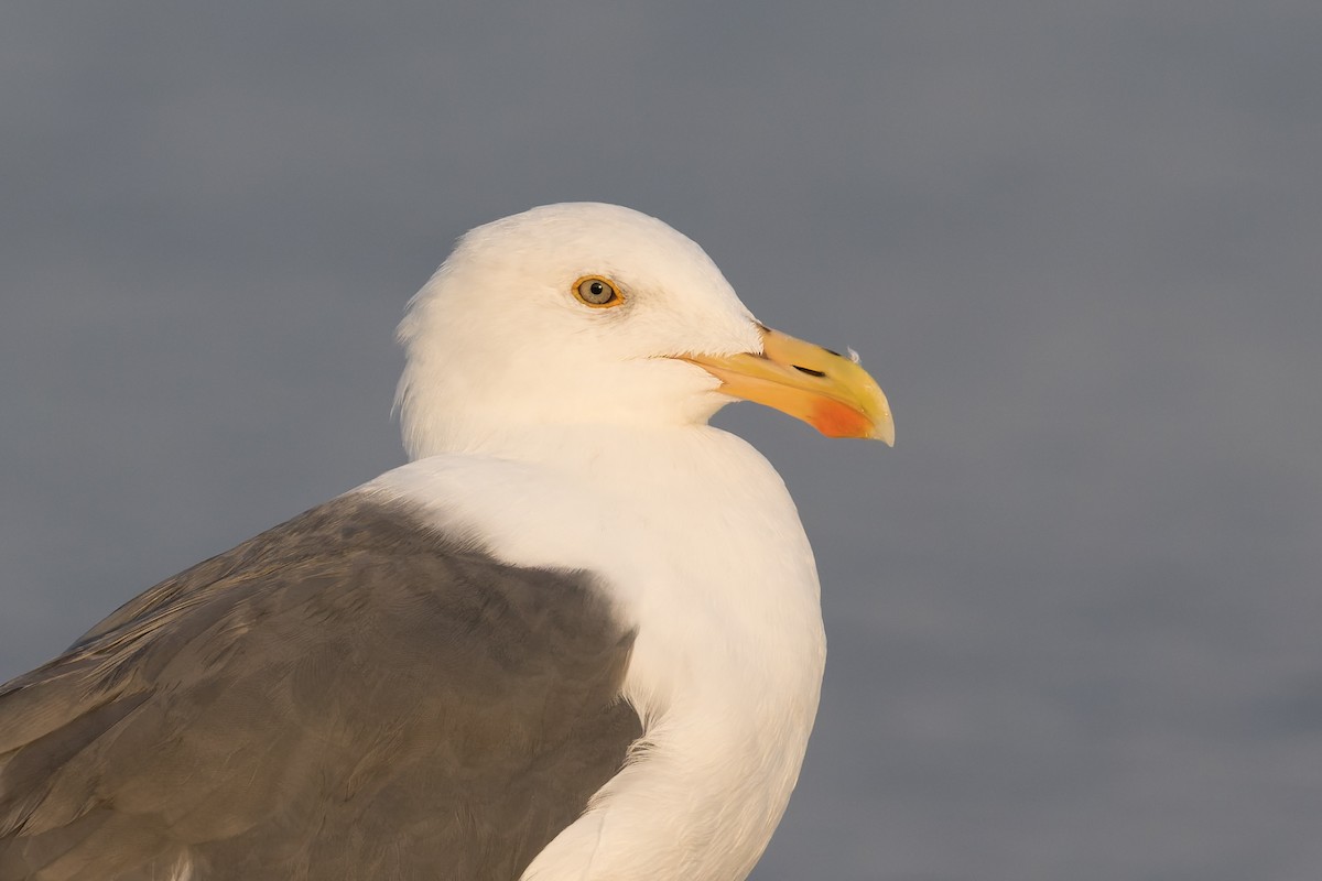 Yellow-footed Gull - ML645368343