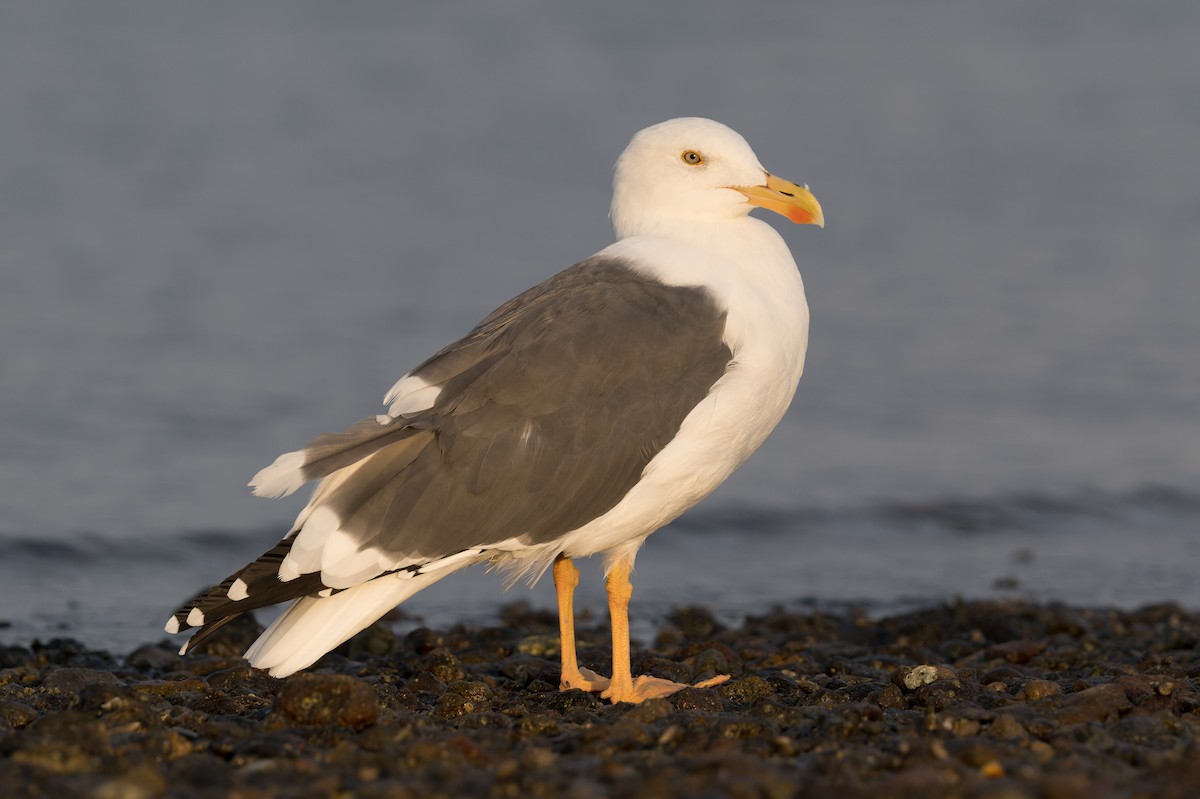Yellow-footed Gull - ML645368344