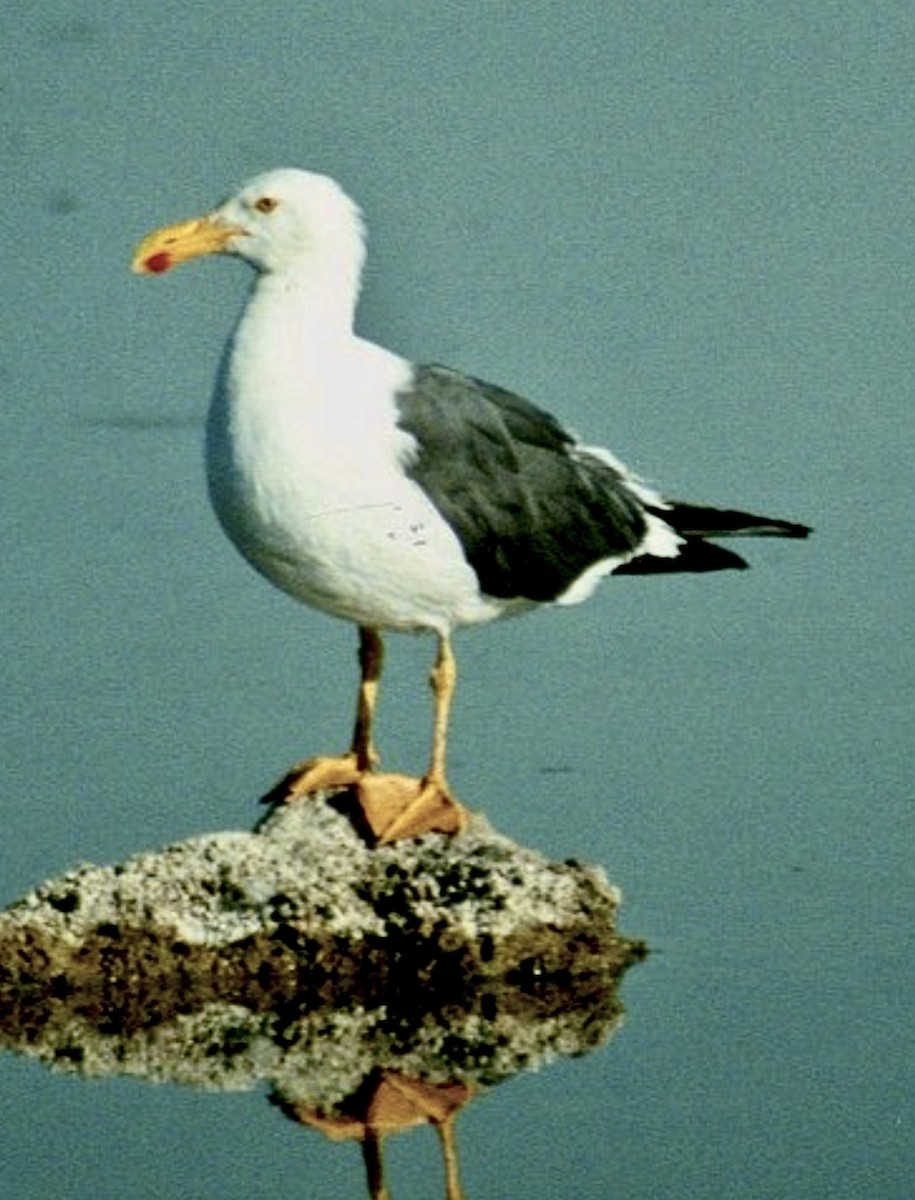 Yellow-footed Gull - ML645368350