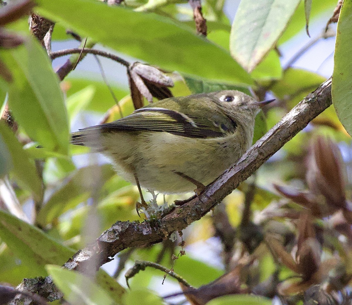 Золотомушка рубіновочуба - ML645368362