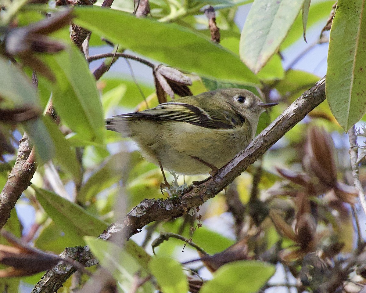 Золотомушка рубіновочуба - ML645368363